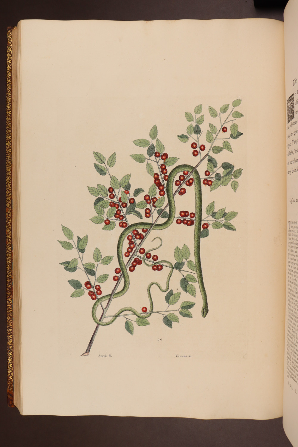 Plate 57